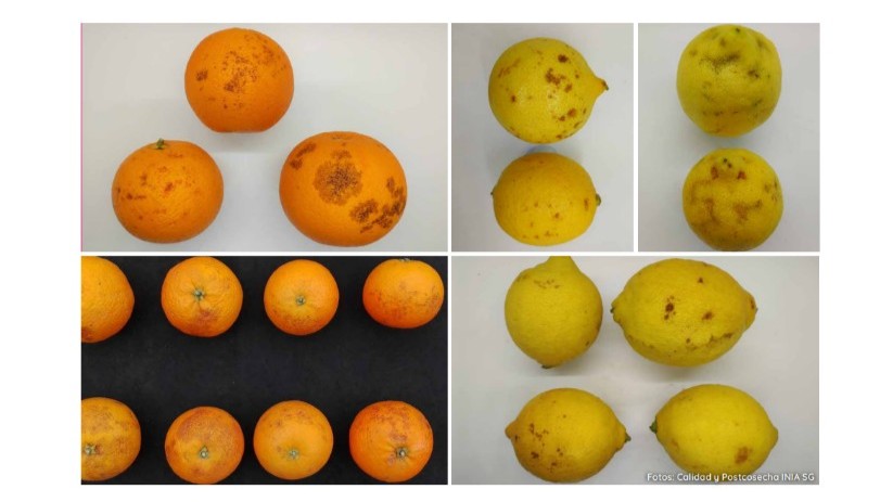 dañospor frio 2.jpg